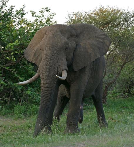 Loxodonta