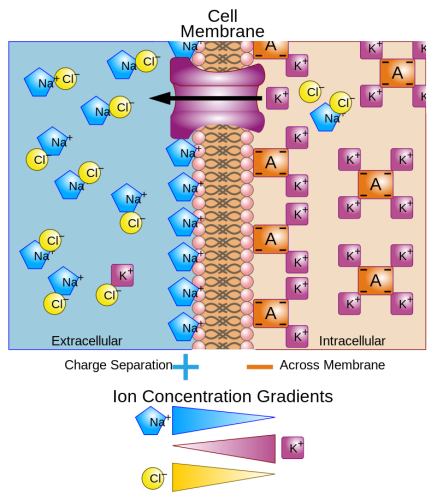 Potentiel électrochimique de membrane