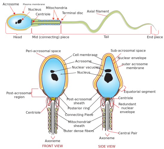 Sperm