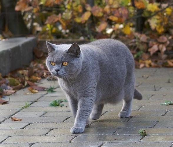 British shorthair