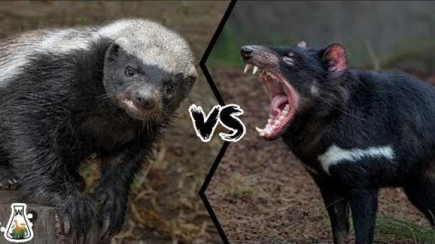 Video HONEY BADGER VS TASMANIAN DEVIL  - Who Would Win? in English