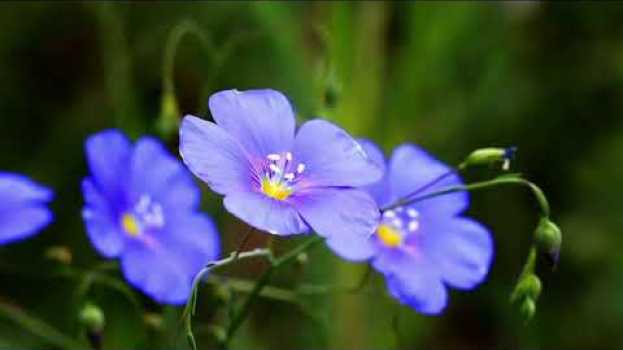 Video Nature Is Speaking – Lupita Nyong'o is Flower | Conservation International (CI) auf Deutsch