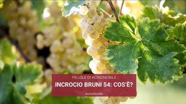 Видео Incrocio tra Verdicchio e Sauvignon: Incrocio Bruni 54 на русском