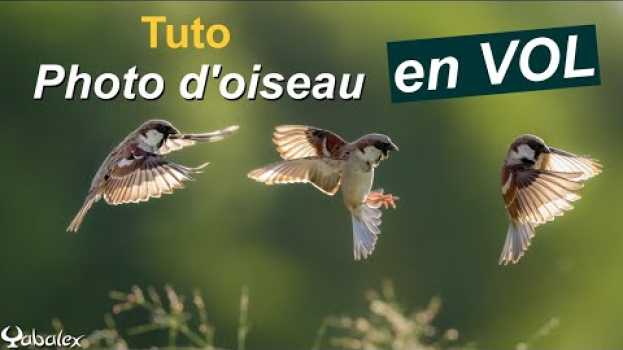 Video Comment RÉUSSIR des PHOTOS d'OISEAUX en VOL - Astuces et réglages auf Deutsch