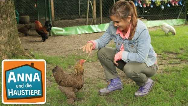 Видео Huhn | Information  für Kinder | Anna und die Haustiere на русском