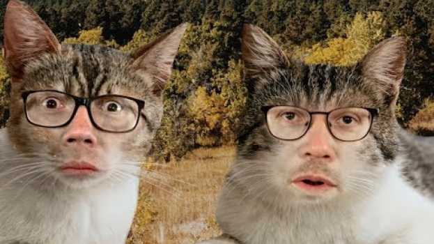 Video We Are Cats Now, I Guess? en Español