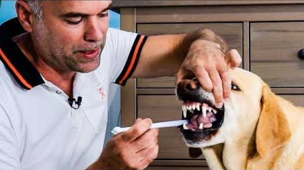 Video Como CEPILLAR los DIENTES a un PERRO y Porqué es tan IMPORTANTE. su italiano