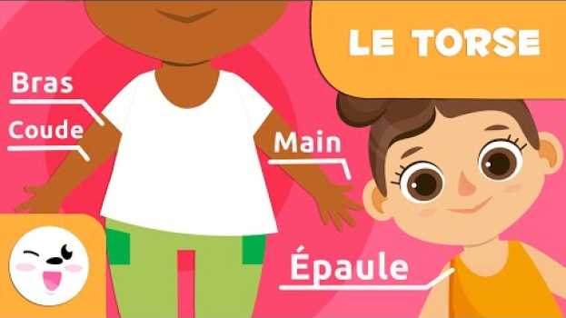 Video Les parties du corps humain | Le torse | Vocabulaire pour les enfants en Español