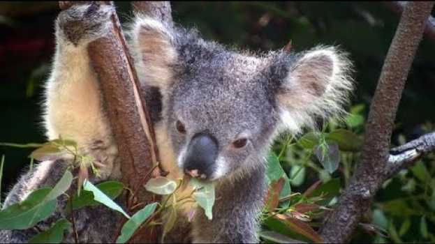 Video Découverte | Les koalas ont soif auf Deutsch