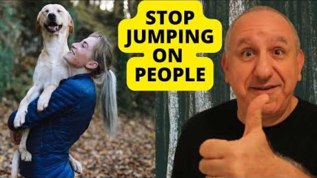 Video 4 steps to Stop your dog From JUMPING on people na Polish