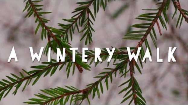 Video A Winter's Walk in the Woods #23 en Español