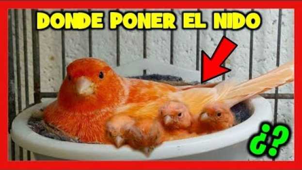 Video 6 TRUCOS para Nidos de Canarios 🐤 Donde poner el nido a los canarios | Cria de canarios auf Deutsch