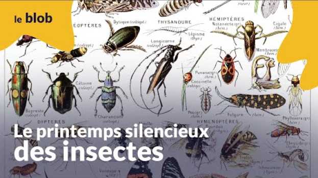 Video Le printemps silencieux des insectes | Interview en Español