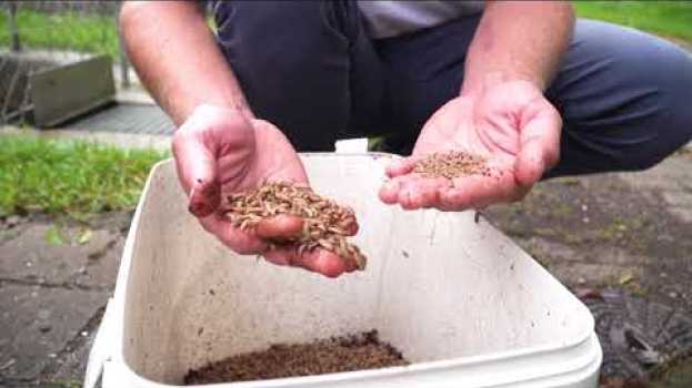 Видео Nachhaltige Insektenproduktion zur Erzeugung von regionalem Proteinfutter на русском