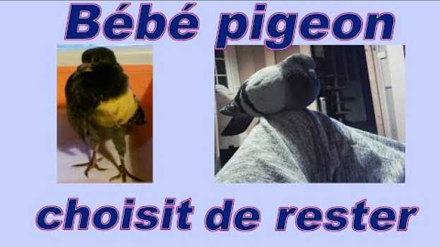 Video Bébé pigeon blessé, soigné qui choisit de rester vivre avec des chats et un chien – 9 ans plus tard su italiano