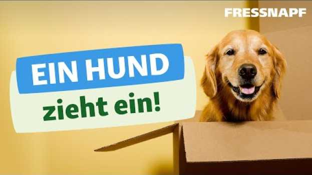 Video Ein Hund zieht ein - Alles zum Start mit dem neuen Hund in English