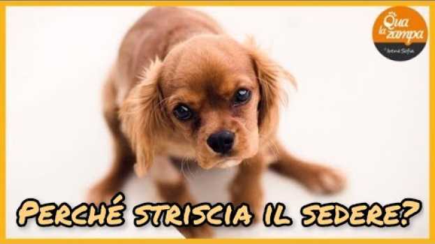 Video Perchè il cane striscia il sedere per terra? | Qua la Zampa en français