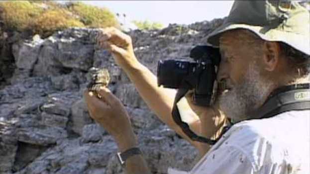 Video Galapagos Finch Evolution — HHMI BioInteractive Video na Polish