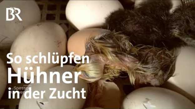 Video Küken und Kuchen: Paul Enghofer besucht einen Geflügelzüchter | Zwischen Spessart und Karwendel | BR na Polish