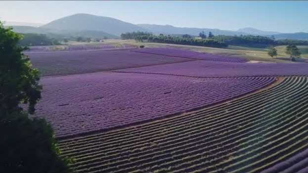 Video Bridestowe Lavender: Harvesting global business from rural Australia auf Deutsch