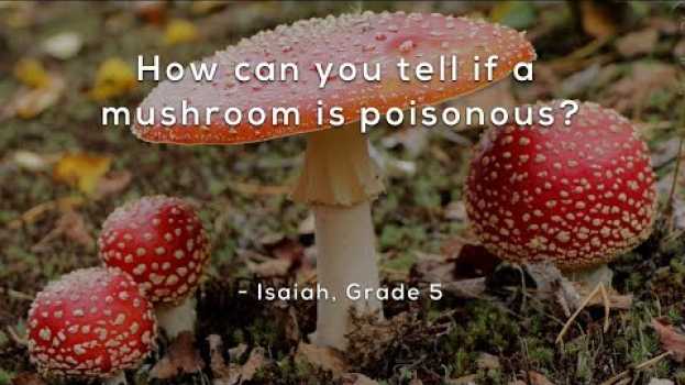 Video How can you tell if a mushroom is poisonous? auf Deutsch