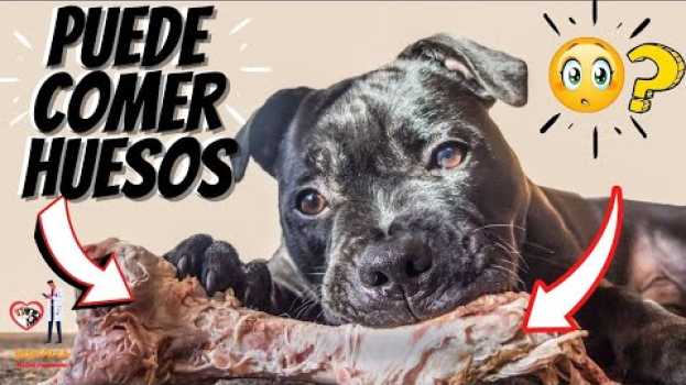 Video 🛑 Qué  HUESOS Puede comer un  PERRO ⏩ Descubre [ 3 ] BENEFICIOS que BRINDAN Los HUESOS  a tu PERRO✅ in English