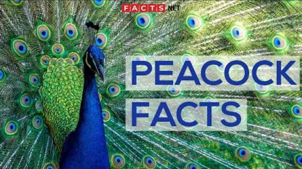 Video Interesting Facts About Peacocks And Peahens, Or The Peafowls auf Deutsch