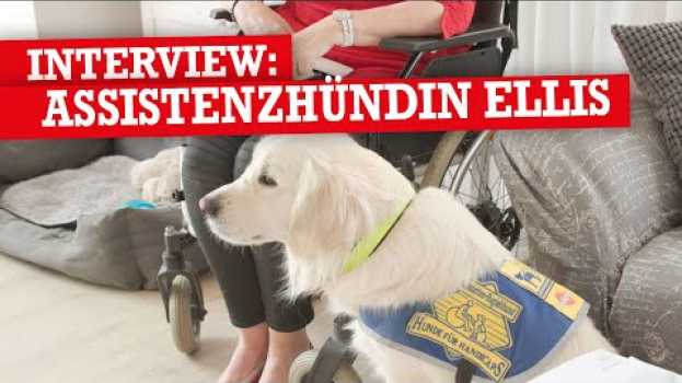 Video Assistenzhunde und warum sie wichtig sind mit @ellisthegolden na Polish