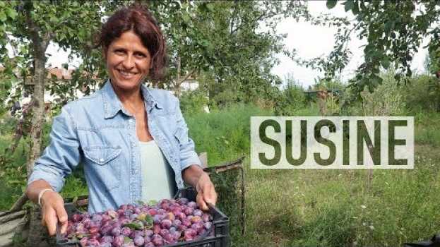 Video SUSINE DI MONTEPULCIANO, FRUTTA ANTICA na Polish