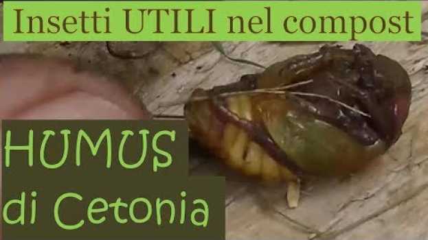 Видео Metamorfosi della cetonia e raccolta humus на русском