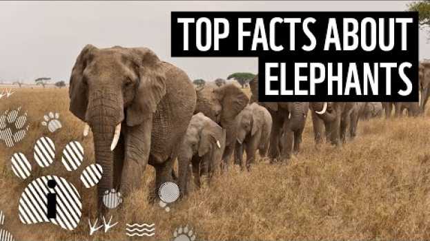 Video Top facts about elephants | WWF auf Deutsch