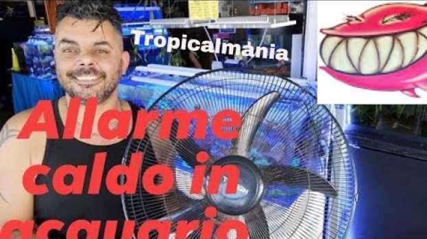 Видео Allarme caldo in acquario , consigli secondo Tropicalmania. prestare molta attenzione на русском