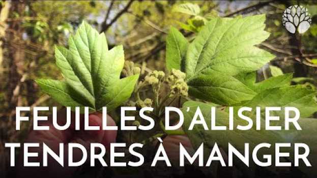 Video L'alisier, ses feuilles tendres sont à croquer ! in English