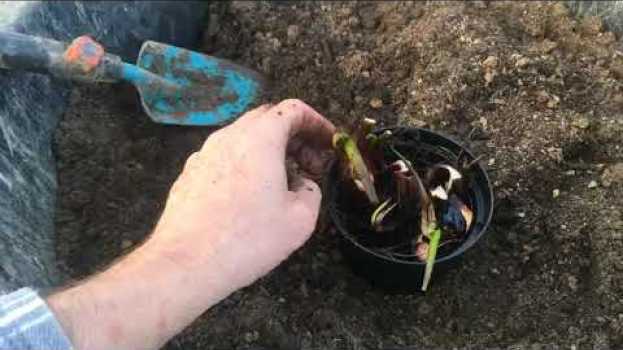 Video Invasare pianta di pontederia cordata, pianta palustre rustica dai fiori azzurri. in English