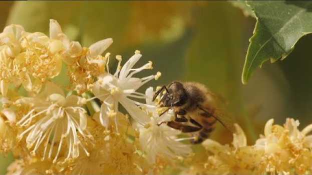 Видео Patientenreportage zu einer allergischen Reaktion nach einem Insektenstich на русском