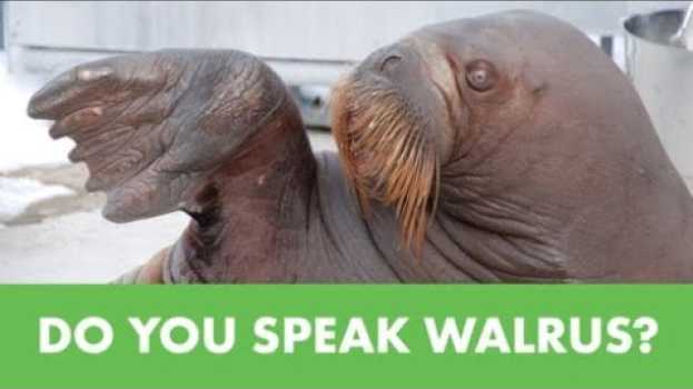 Video What’s That Sound? It’s SeaWorld's Garfield The Walrus! en français