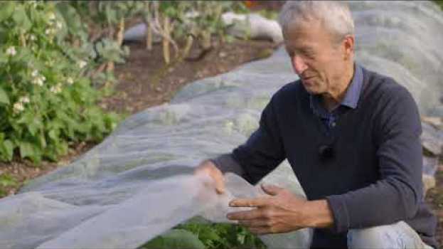 Video Mesh covers to protect vegetables , showing how and when to use them en français