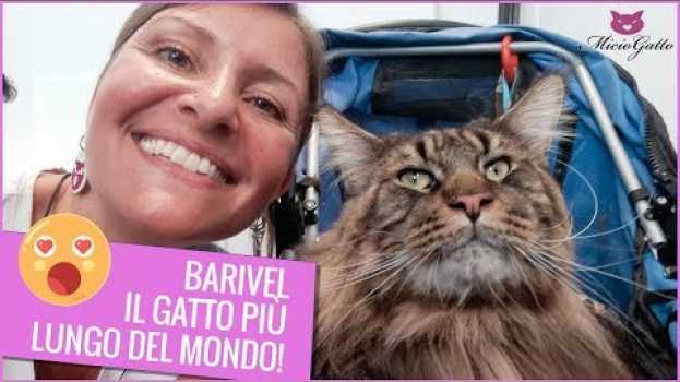 Видео Barivel il gatto più lungo del mondo! 😮 Eccolo qui in tutto il suo splendore на русском